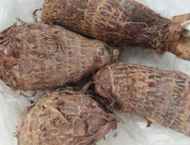 Khoai môn
