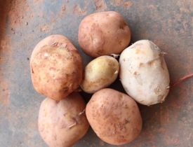 Khoai tây vỏ hồng ruột vàng