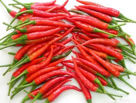 Ớt chỉ thiên