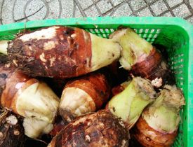 Khoai môn