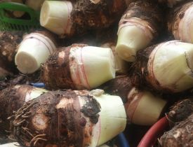 Khoai môn chỉ tím