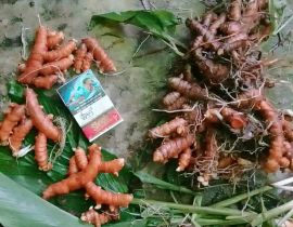 Củ nghệ đỏ