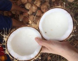 Dừa khô
