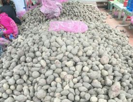 Khoai lang