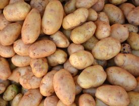 Khoai tây vỏ hồng ruột vàng