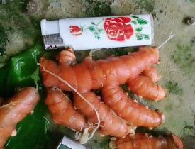 Củ nghệ đỏ