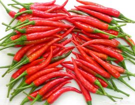 Ớt chỉ thiên