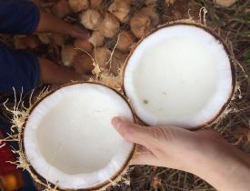 Dừa khô