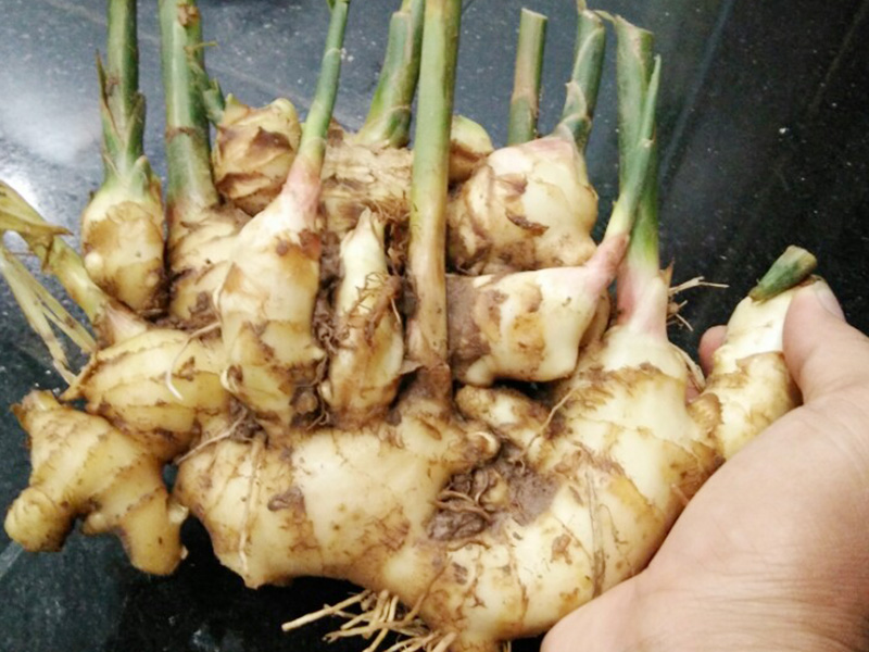 Củ nghệ